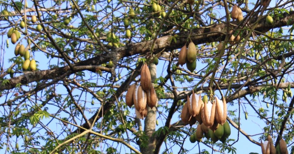 jual biji kapuk randu