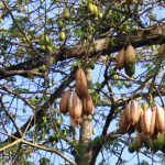 jual biji kapuk randu