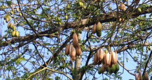 jual biji kapuk randu