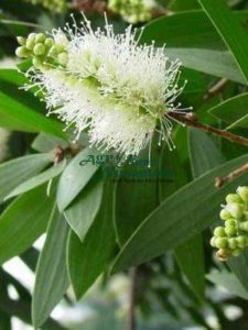 jual bibit kayu putih