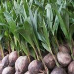 jual bibit kelapa hibrida