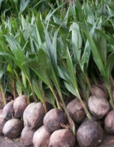 jual bibit kelapa hibrida