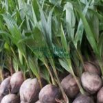 jual bibit kelapa hibrida