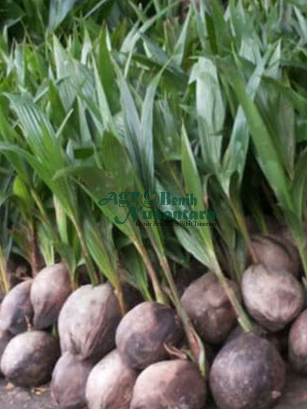 jual bibit kelapa hibrida