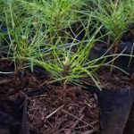 jual bibit pinus merkusi