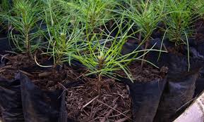 jual bibit pinus merkusi