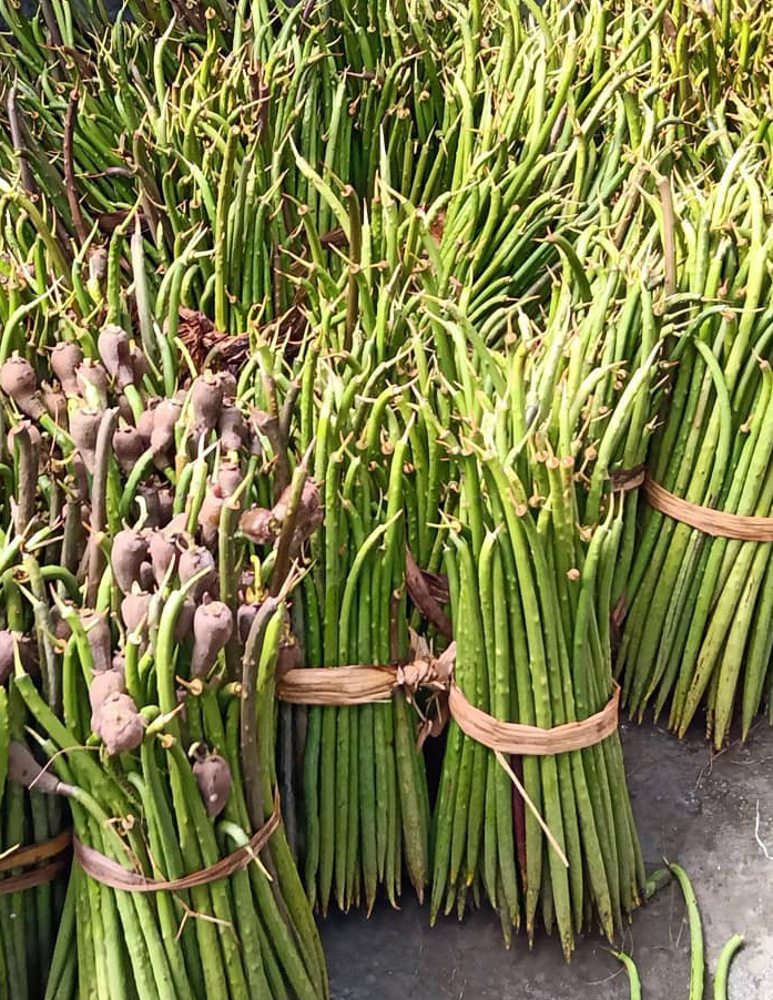 jual propagul mangrove