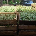 jual sosis jabon