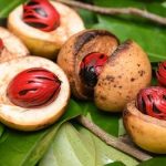 Jual biji pala murah