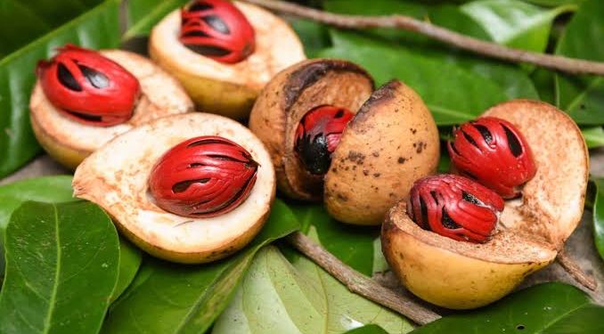 Jual biji pala murah
