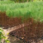 jual pohon cemara laut