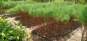 jual pohon cemara laut