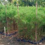 harga bibit cemara laut