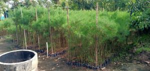 harga bibit cemara laut