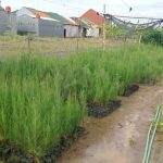 jual bibit cemara laut