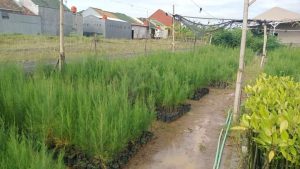 jual bibit cemara laut