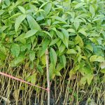 jual bibit tabebuya
