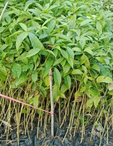 jual bibit tabebuya