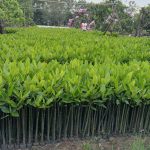 Jual Bibit Mangrove bakau