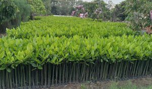 Jual Bibit Mangrove bakau