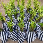 Jual Pohon Mangrove Bakau