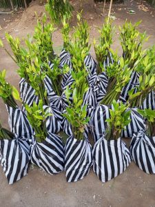 Jual Pohon Mangrove Bakau
