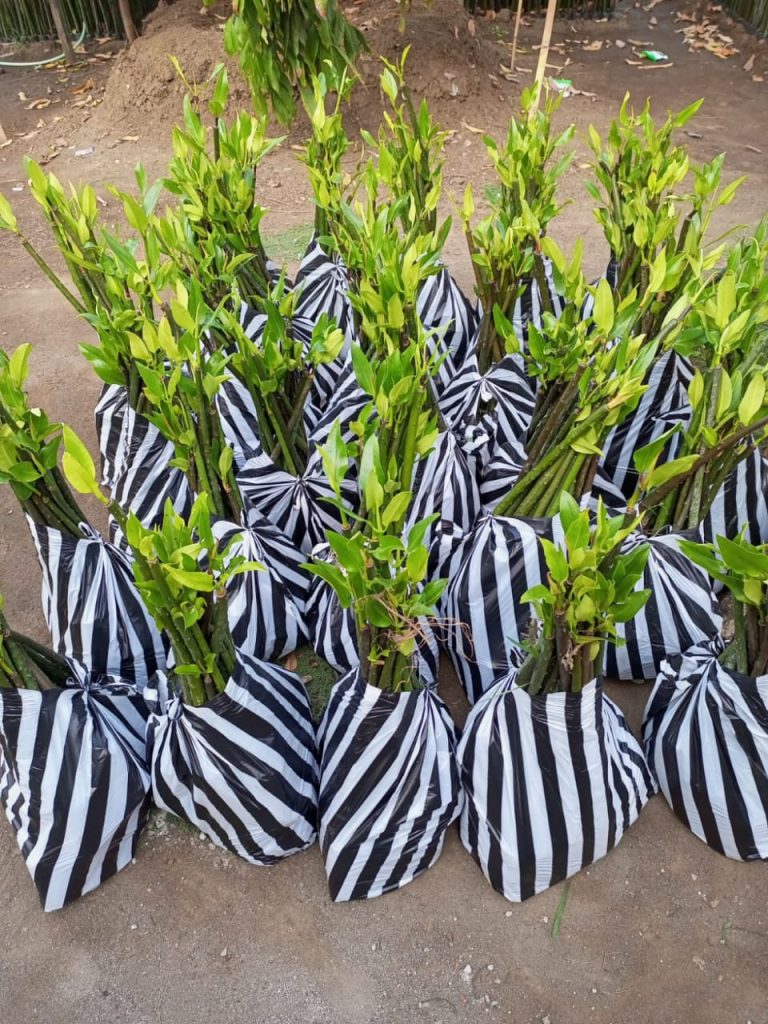 Jual Pohon Mangrove Bakau