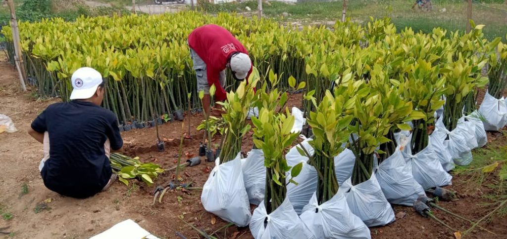 jual bibit mangrove