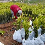 jual bibit mangrove