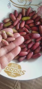 jual biji cengkeh zanzibar