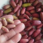 jual biji cengkeh zanzibar