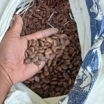 jual biji sengon buto