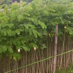 jual bibit trembesi