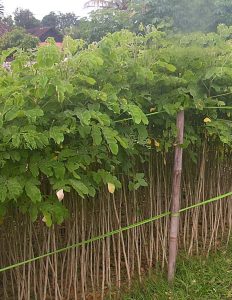 jual bibit trembesi
