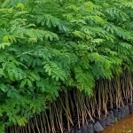 jual bibit segon buto