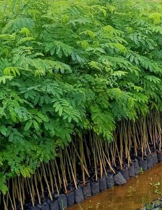 jual bibit segon buto