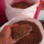 jual biji cemara udang