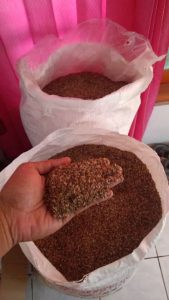 jual biji cemara udang