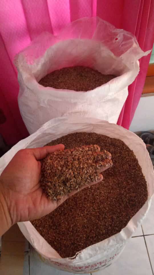 jual biji cemara udang