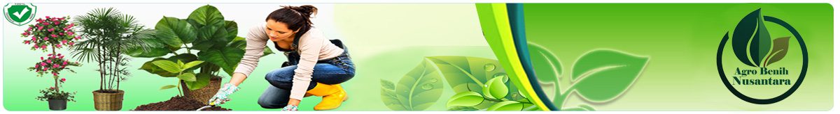 baner agrobenih singgle