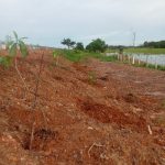 Penanaman Bibit Tabebuya di Tol Junction Medan