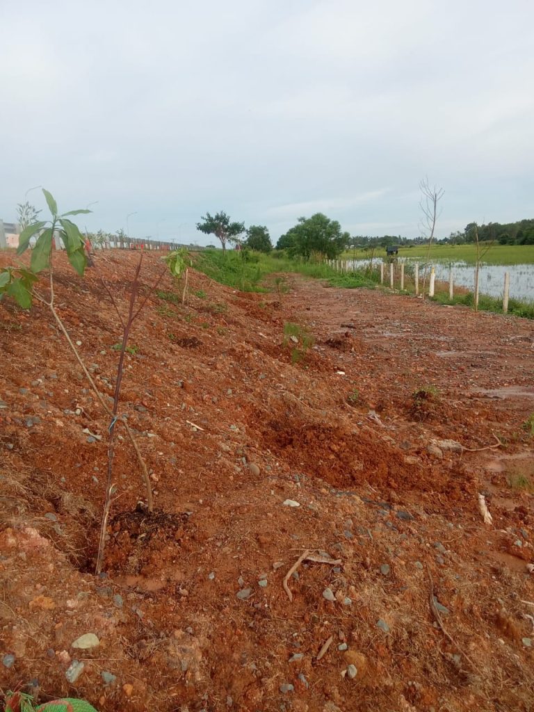 Penanaman Bibit Tabebuya di Tol Junction Medan
