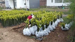 Penanaman Bibit Mangrove di Jakarta