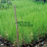 jual bibit cemara laut