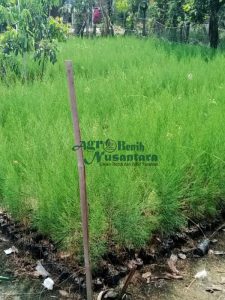 jual bibit cemara laut