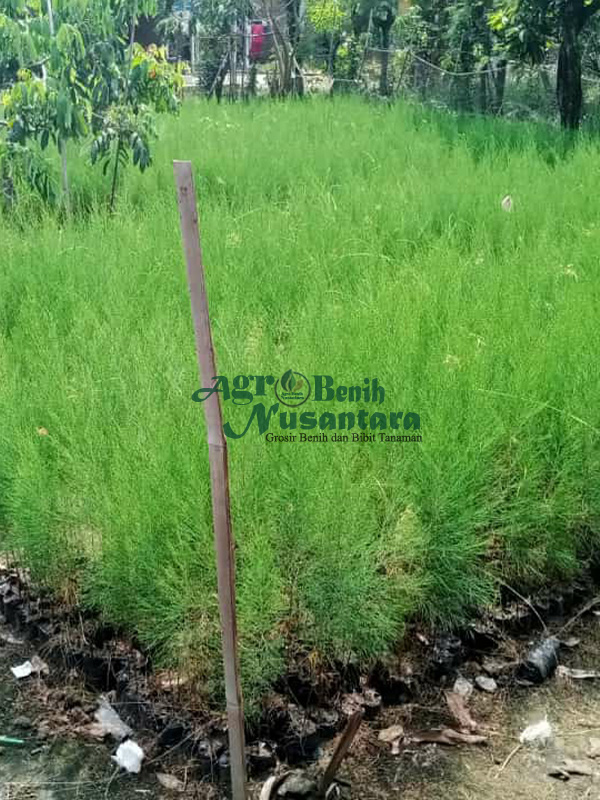 jual bibit cemara laut