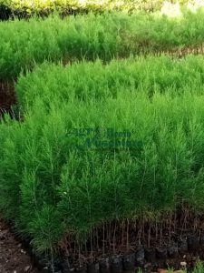 jual bibit cemara laut