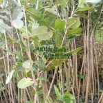 jual bibit nyamplung