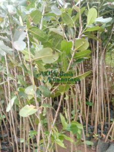 jual bibit nyamplung