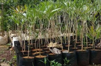 jual bibit tabebuya